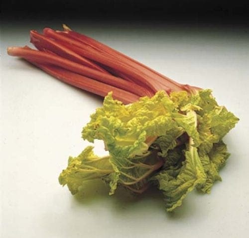  Rhubarbe Victoria Géante