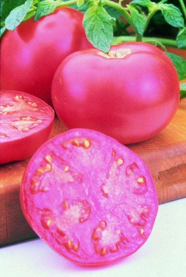 Tomate Pink Girl F1