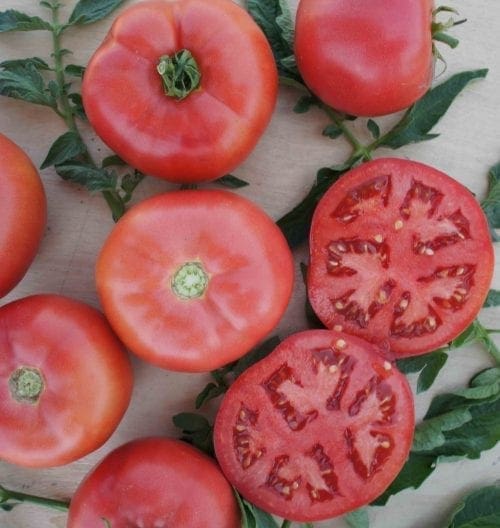  Tomate Pink Cupcake F1