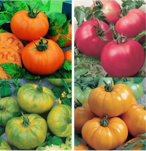  Tomate Chef’s Choice Mélange F1