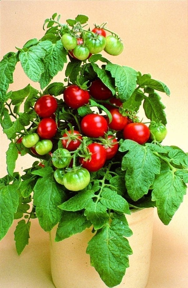 Tomate Patio F1