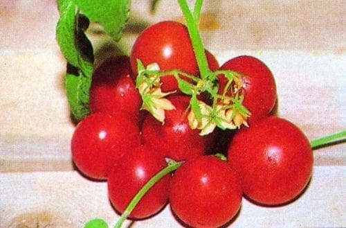  Tomate Siberia