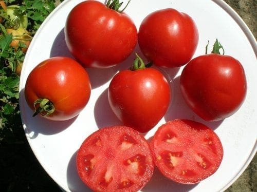  Tomate Polbig F1