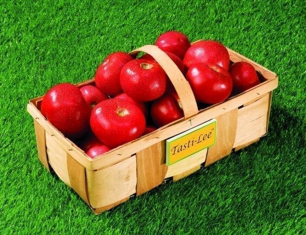Tomate Tasti-Lee F1