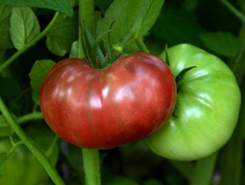  Tomate Heirloom Marriage Cherokee Carbon F1