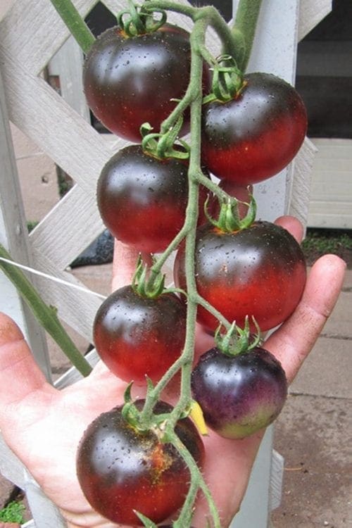  Tomate Indigo Apple
