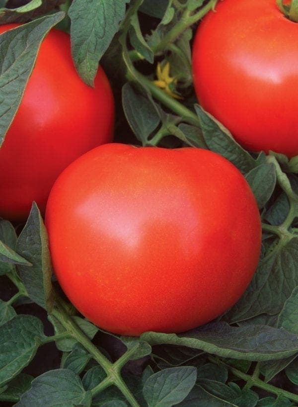 Tomate Mega Fantastique F1