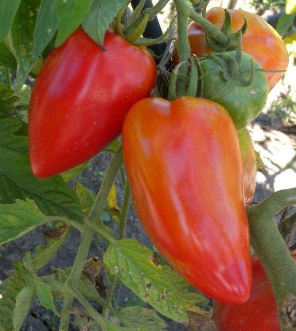 Tomate Fleurette F1