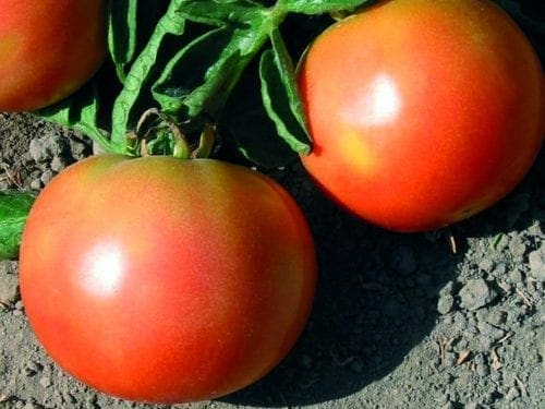  Tomate Long Keeper