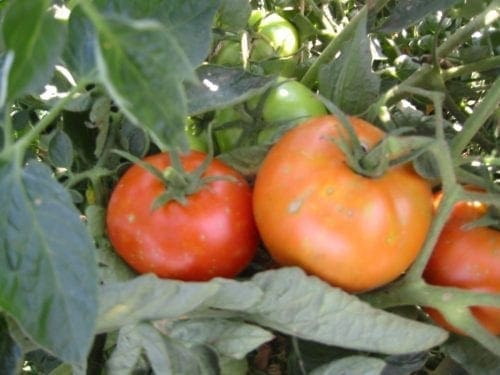  Tomate Beefsteak