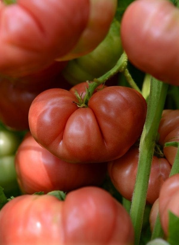 Tomate Marriage Big Brandy F1 (Heirloom)