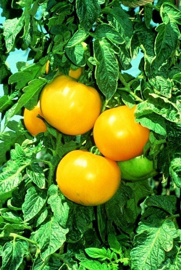 Tomate Goldmine F1
