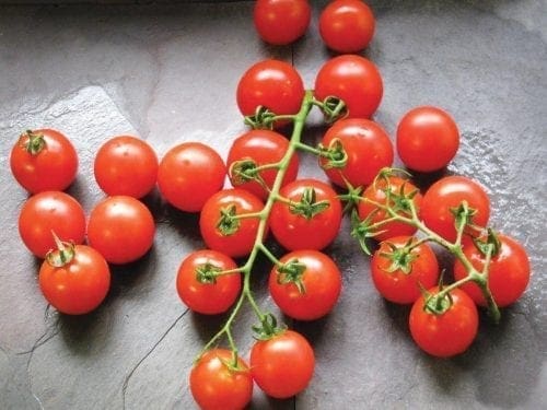  Tomate Mountain Magic F1