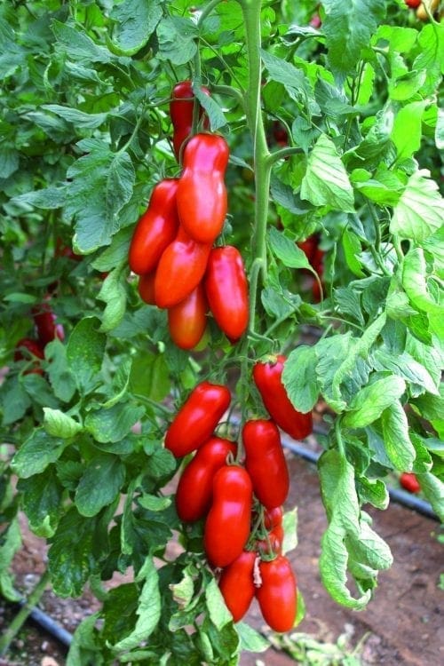  Tomate Pozzano F1