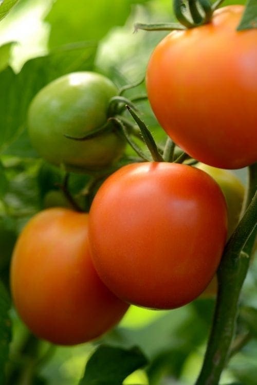  Tomate Marriage Perfect Flame F1 (Heirloom)