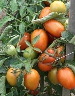  Tomate Plum Regal F1