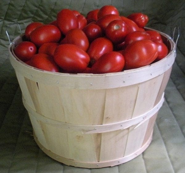 Tomate Plum Regal F1 – Image 2