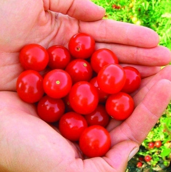 Tomate Moncherry F1