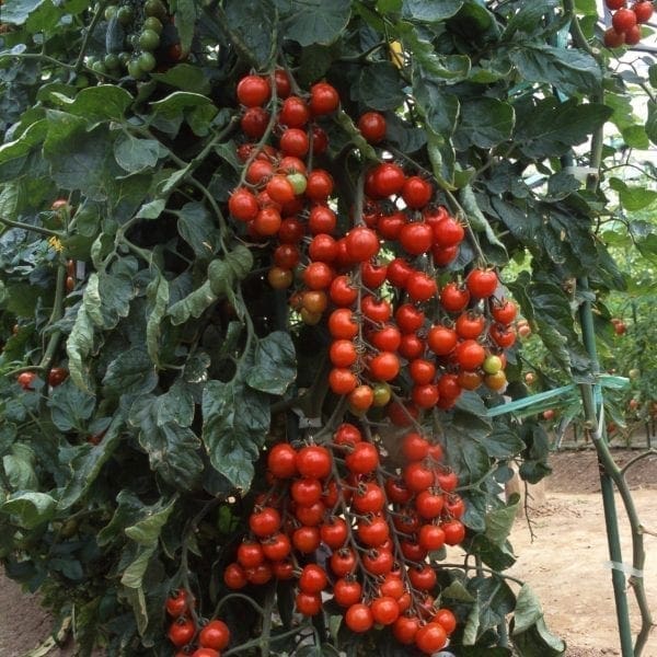 Tomate Suncherry F1