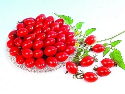  Tomate Sugary F1