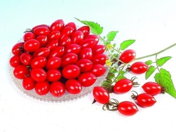 Tomate Sugary F1