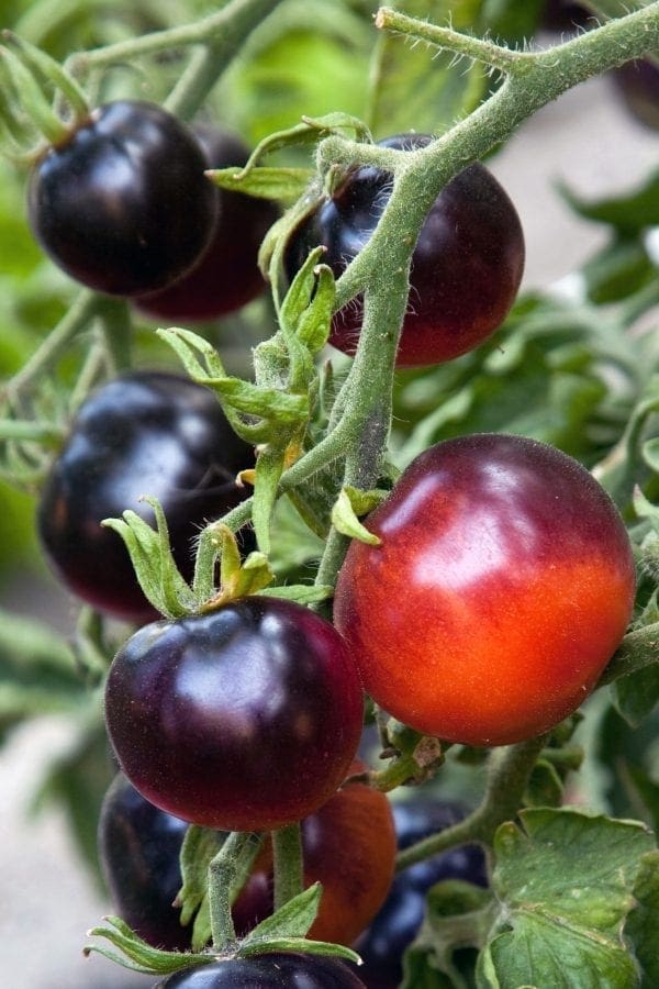Tomate Indigo Rose
