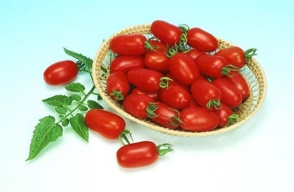Tomate Juliet F1