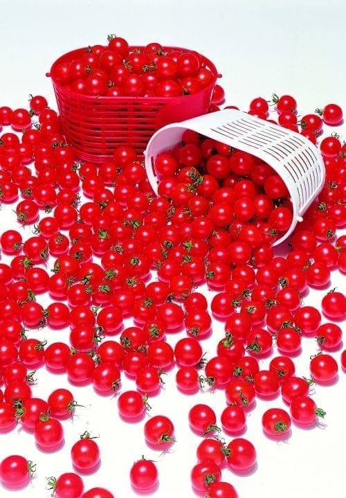  Tomate Pepe F1
