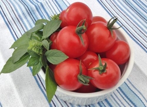  Tomate Sugar Gloss F1