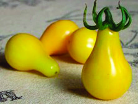  Tomate Poire Jaune