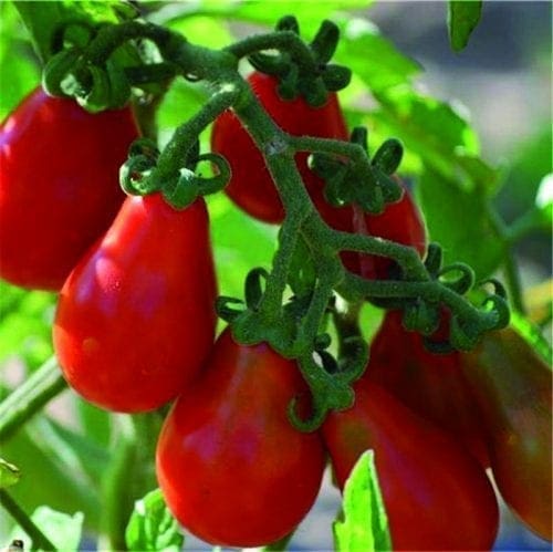  Tomate Poire Rouge