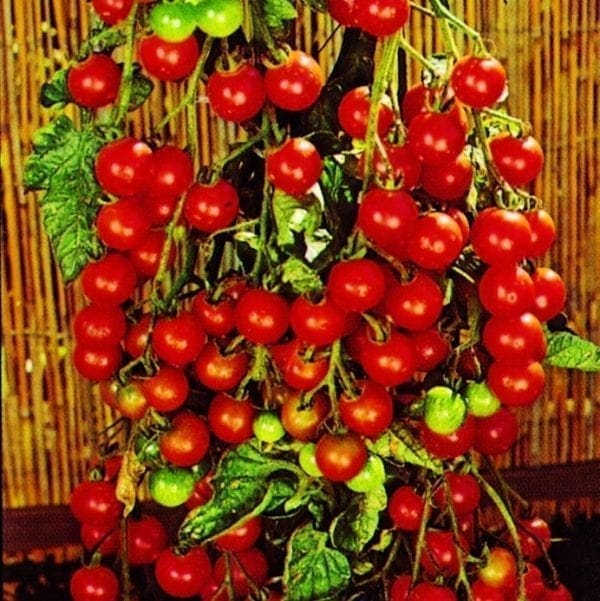 Tomate Sweet 100 F1