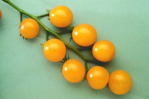  Tomate Sweet Gold F.F.R F1