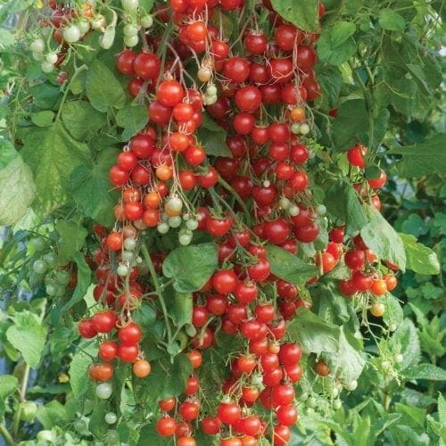  Tomate Sweet Million F1