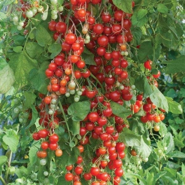 Tomate Sweet Million F1
