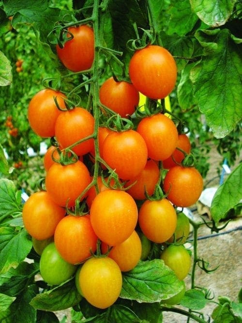  Tomate Matthew F1