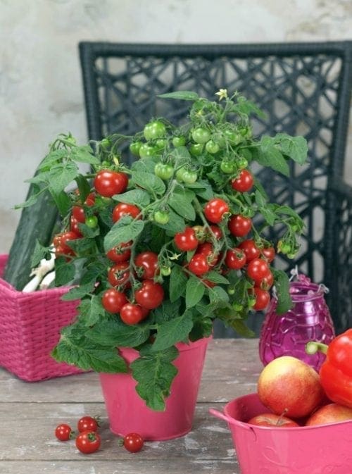  Tomate Sturdy Jo F1 Collection Patio