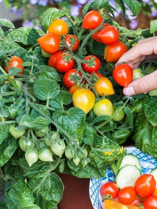  Tomate Sweet Valentine F1