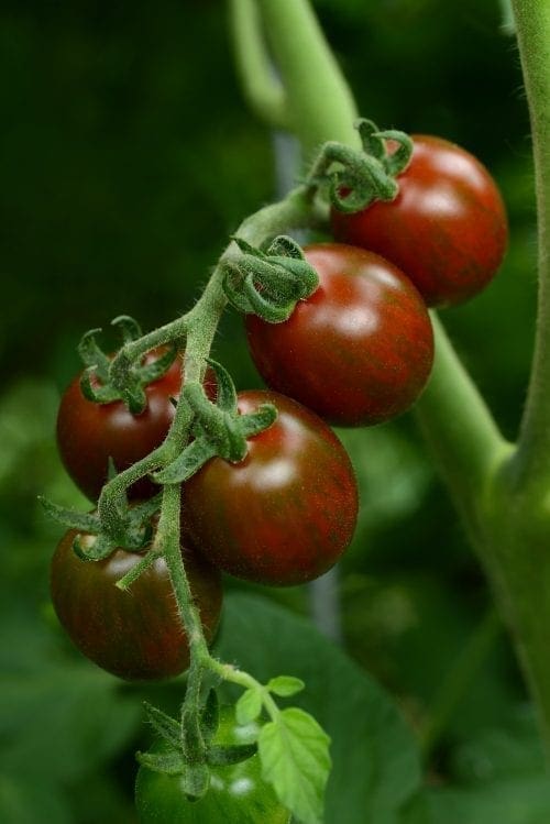  Tomate Chocolate Sprinkles F1