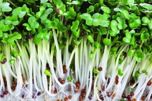  Germes et/ou Micropousses Brocoli Rabb