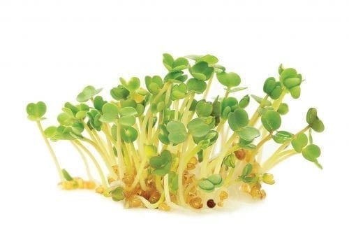  Micropousses Roquette cultivée