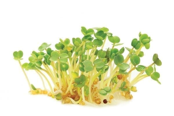 Micropousses Roquette cultivée