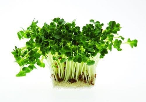  Germes et/ou Micropousses Radis Daikon