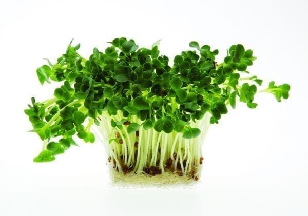 Germes et/ou Micropousses Radis Daikon