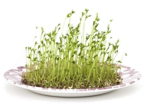  Germes et/ou Micropousses Lentille verte