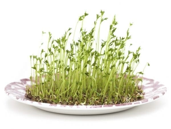 Germes et/ou Micropousses Lentille verte