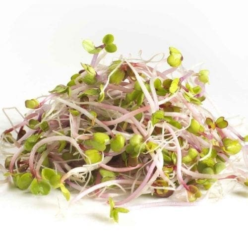  Germes et/ou Micropousses Radis Rose de Chine