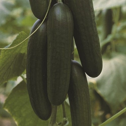  Concombre de Serre Picolino F1