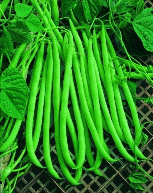  Haricot de Serre Emerite