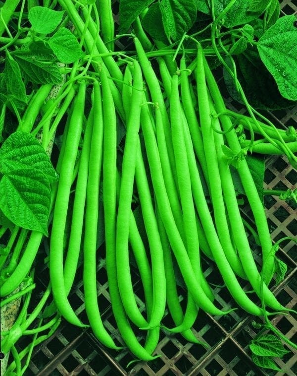 Haricot de Serre Emerite